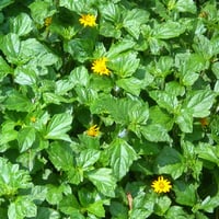 Greenery with flowers