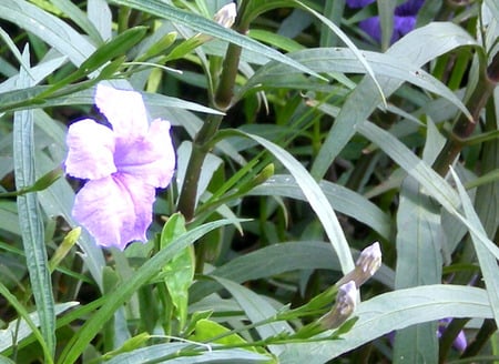 Flowers - flowers, nature, mauve