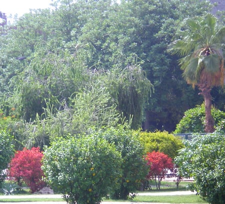 Park - flowers, lahore, nature, park