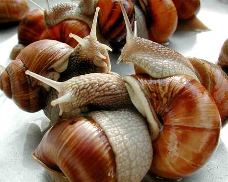 Escargot Before Cooking - escargot, snails, bugs, food, raw