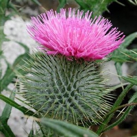 The Sturdy Scottish Thistle