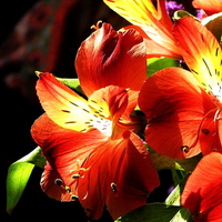 orange flowers