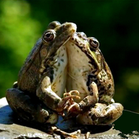 Frogs in love