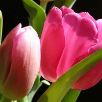 pink tulips