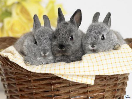 Sweet bunnies - easter, basket, bunny, rabbit, grey, animal, sweet, cute, flower