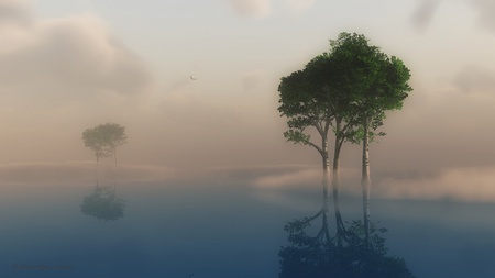 Trees in Fog