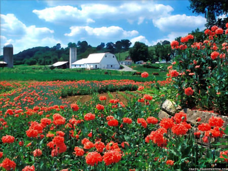 Field Of Red - fields, farm, flowers, red