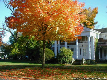 The Tree Of Autumn - tree, autumn, colour, house