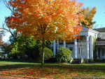 The Tree Of Autumn