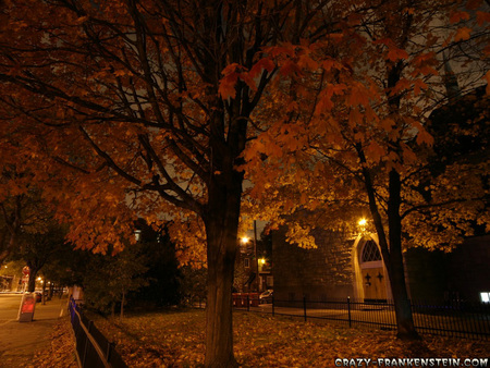 Cool Autumn Night - street, trees, night, cool