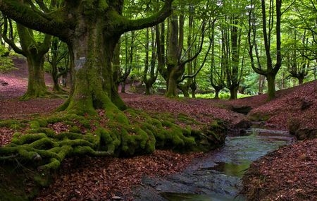 Forest - nature, trees, forest, river, water, green