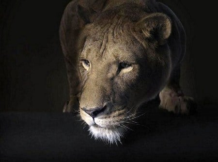 Queen of the jungle - hunter, lioness, black background, queen, tan, face, power