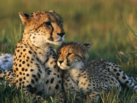 Mother´s love - sheeta, mom, mother, baby, love, wildlife