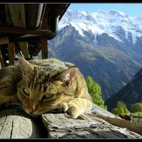 Cat among mountains