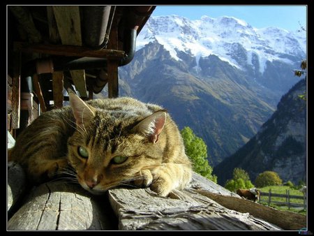 Cat among mountains - landscape, kitten, mountain, cat