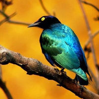 Emerald bird