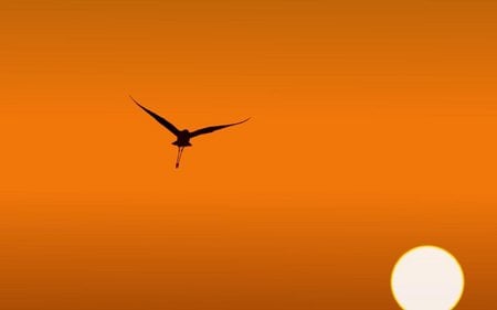 Freedom at sunset - fly, sunset, bird, sun