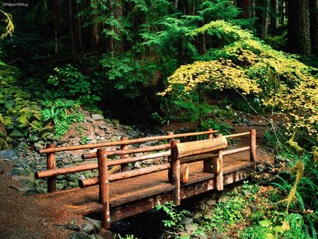 Sol Duc Trail - trails, amazing, wilderness, forest, bridge