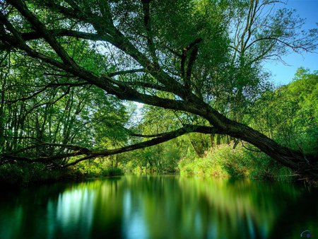 Tree spread across a small pound - lake, tree, nature, water