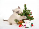 Sweet kitten and Christmas tree