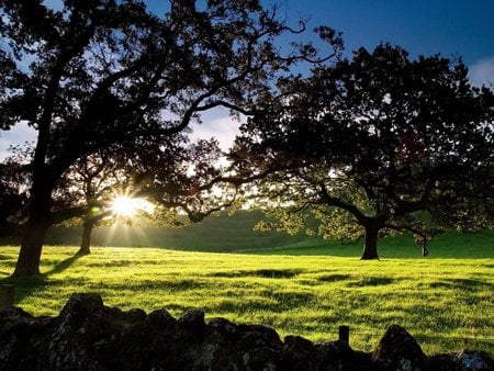 Auckland, New Zeland - new zeland, evening, landscape, grass, tree