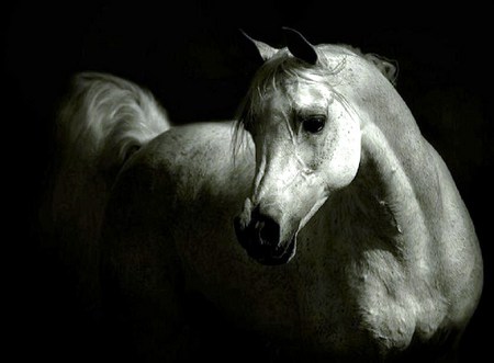 The grey - handsome, grey, white, black background, shadows, stallion