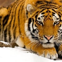 Tiger on the snow