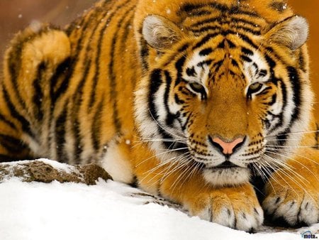 Tiger on the snow - snow, animal, tiger, wildlife