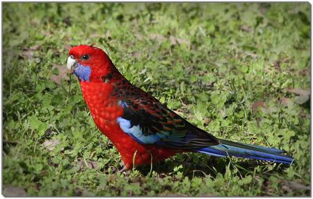 Parrot - animal, bird, parrot, grass