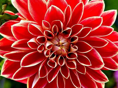 Flower - red, flower, petals, leaves, nature