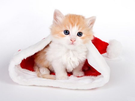 Sweet kitten Christmas - hat, cat, christmas, kitten