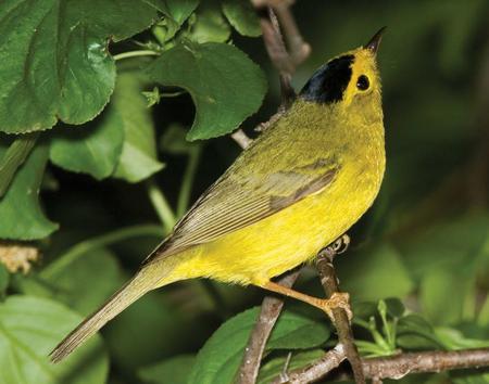 Bird - tree, yellow, animal, bird