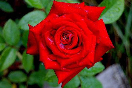 Rose - nature, rose, flower, red