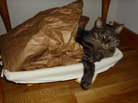 Foozie Cozy In A Box. <3 - tabby, box, cat, stripped