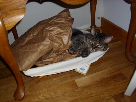 Foozie Asleep in a box - tabby, sleeping, box, cat, stripped