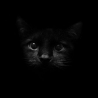 Camuflaged kitty