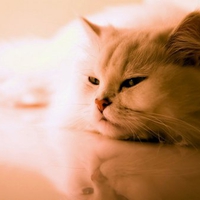 Cat wallpaper