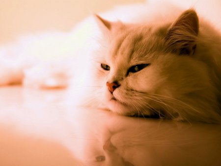 Cat wallpaper - cat, animal, fluffy, kitten