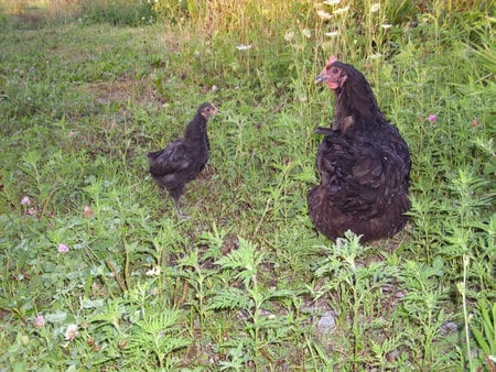 Mommy N' Baby - mom, baby chicken, cute, black