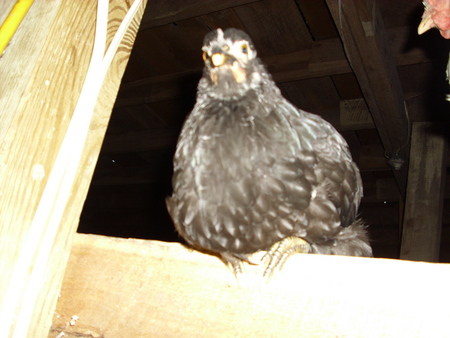 Baby Chicken - black, cute, baby chicken, farm