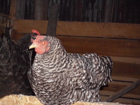 One of our hens - farm, silver, hen, chicken