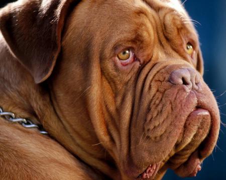 DONT LOOK SO SAD - breed, a, mastiff, big, canine