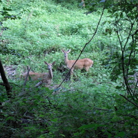 Katy Trail Deer