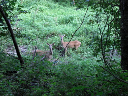 Katy Trail Deer - katy trail deer, deer along the katy trail