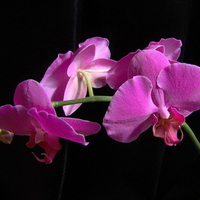 elegant orchids