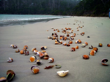 Abandoned Shells - water, beach, ocean, australia, tasmania, sand, pippies, tide, shells