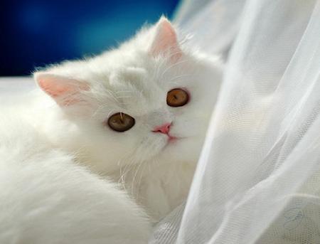 Snowy white - fluffy material, gold eyes, white, kitten, peeking out, sheer