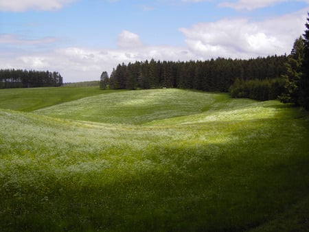 Soft Field - field, spring, forest, gras