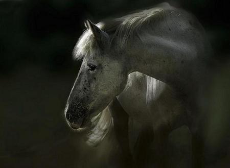 Grey on black - grey, black background, alone, shadows, horse