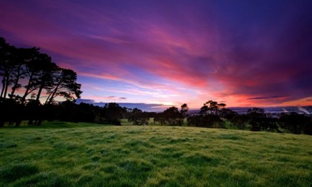 Beautiful Morning - sunrise, field, grass, trees